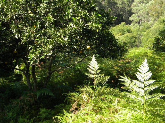 Orange orchard, Marramarra Creek, near the Lewis  family farming allotment